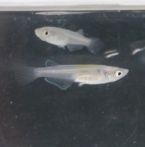 元魔王メダカ F4 ③