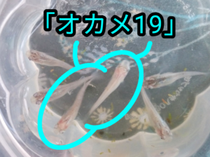 「オカメ19」メダカ＆青光ダルマメダカ F6