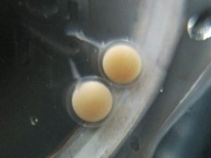 水まちゃんの卵の接写