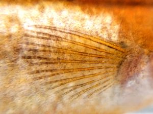 「レモンパイ19」メダカの胸びれ（光体型メダカの胸びれ）