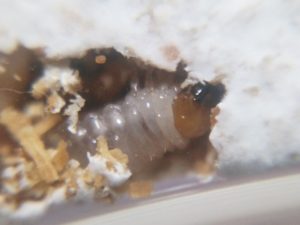 菌糸ビンの中のノコギリクワガタの幼虫 ②