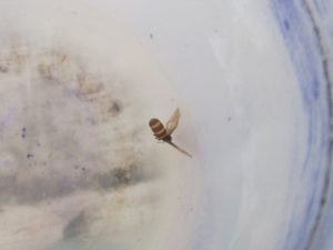 メダカ水槽に浮いている蜂のような蠅のようなもの