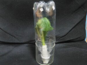 ナナフシの幼虫用のペットボトル容器 ③