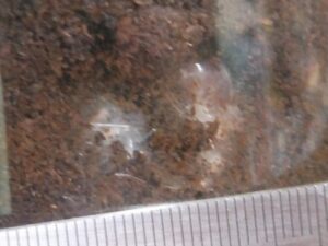 ヤフオクで購入したサタンオオカブトの幼虫