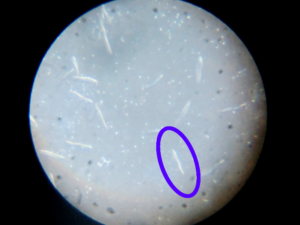顕微鏡で撮影したゾウリムシ