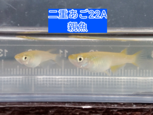 二重あご22A系統の親魚 ④