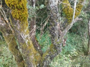 クワガタ採集登山② 立ち枯れの木