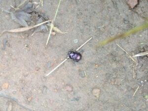 クワガタ採集登山① 紫色のコガネムシ