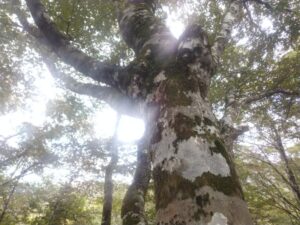 ヒメオオ採集ラストダンス⑥：ブナの巨木