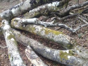 ヒメオオ採集ラストダンス⑨：ブナの倒木の集まり
