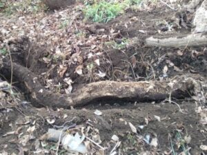地元河川敷でのクワガタ材割り採集㉑（オニグルミの倒木）