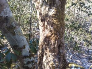 ヒメオオ材割り登山 ㉝-11 ブナの倒木