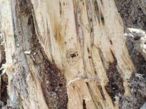 ヒメオオ材割り登山 ㉝-12 ブナの倒木