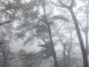 ヒメオオ採集登山42-5（霧による視界不良）