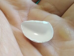 マメルリハインコの卵殻 ②