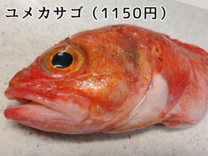 角上魚類で購入した夢笠子（ユメカサゴ）