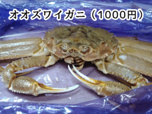 角上魚類で買ったオオズワイガニ