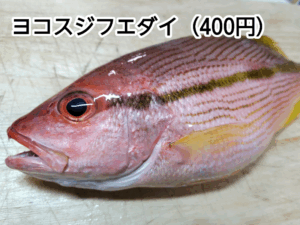 角上魚類で買ったヨコスジフエダイ