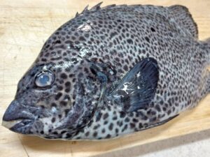 角上魚類で買った石垣鯛