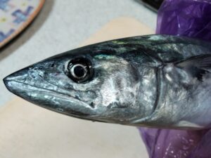 角上魚類で買ったサワラ