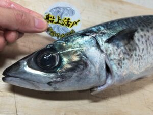 一本釣りごまさば 1