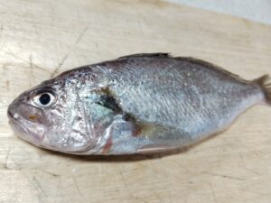 石持（いしもち）