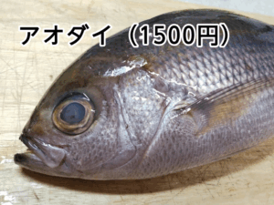 角上魚類で買ったアオダイ
