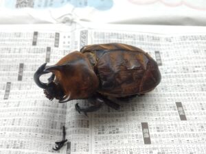 カブトムシのミイラ標本作り 3