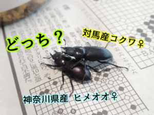 ヒメオオクワガタとコクワガタのメス比較 1