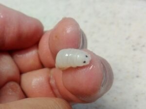 カイワリの寄生虫：ウオノエ