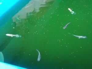 室外水槽の親魚メダカ