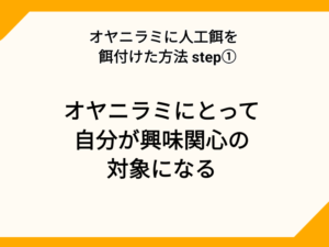 オヤニラミに人工飼料を柄づける方法STEP①