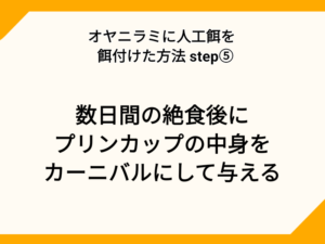 オヤニラミに人工飼料を柄づける方法STEP⑤