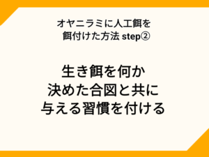 オヤニラミに人工飼料を柄づける方法STEP②