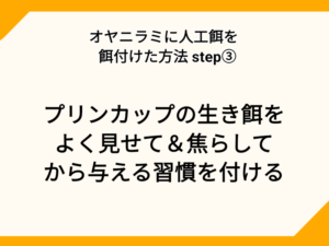 オヤニラミに人工飼料を柄づける方法STEP③