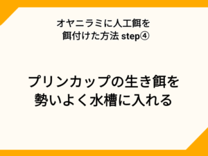 オヤニラミに人工飼料を柄づける方法STEP④