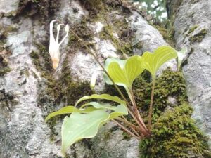 ヒメオオ採集47⑥ギボウシ属の花