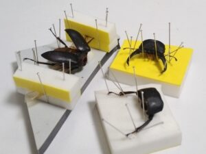 クワガタミイラ標本作り⑳：乾燥後の展足標本の組み立て前