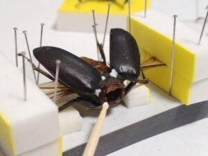 クワガタミイラ標本作り㉑：ボンドで節々を補強