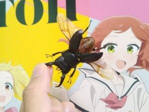 クワガタミイラ標本作り㉘：完成したミイラ標本