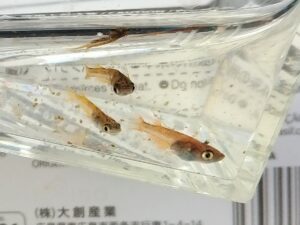 2024年生まれの赤虎メダカ