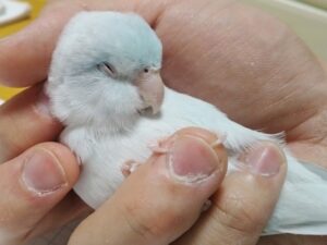 あめちゃん（４才・マメルリハ）