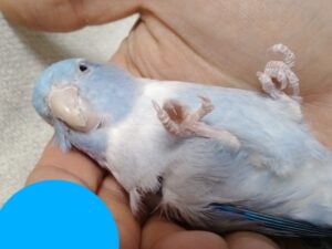 チコちゃん（５才・マメルリハ）