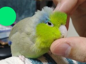 グリーンちゃん（４才・マメルリハ）