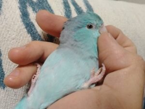 ピッピちゃん（４才・マメルリハ）2