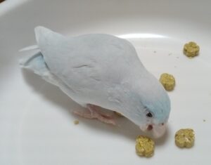 大き過ぎるペレットとインコ 1