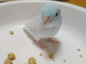 大き過ぎるペレットとインコ 2