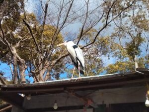 柳川の鷺