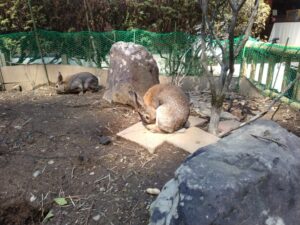 10日九州旅（天岩戸神社の西本宮側の兎）8-18