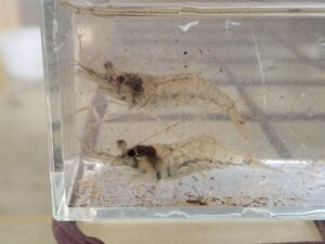 焼酎ボトル罠で採集したスジエビ